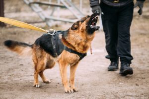 dog bite scarring injury settlements